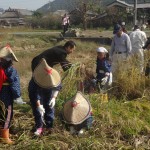 日吉神社抜穂祭稲刈り