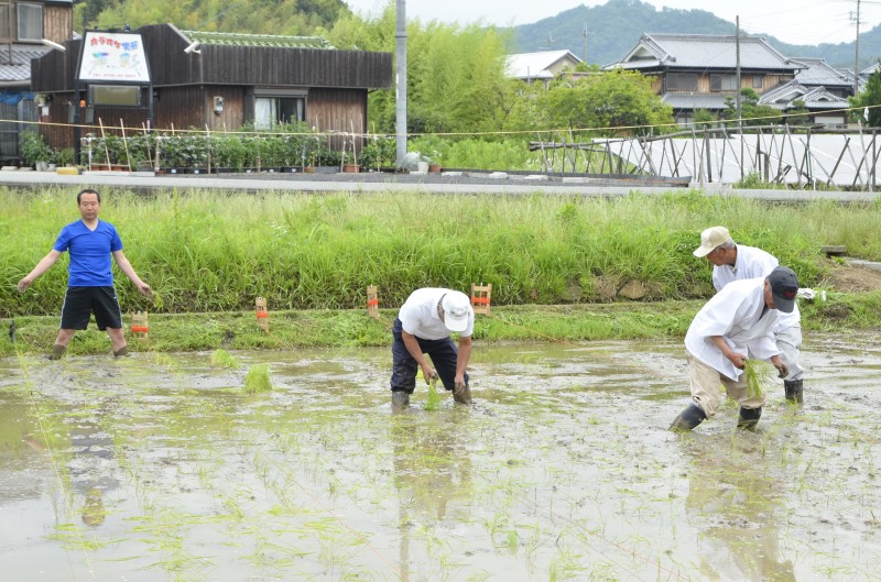 日吉神社田植え終了