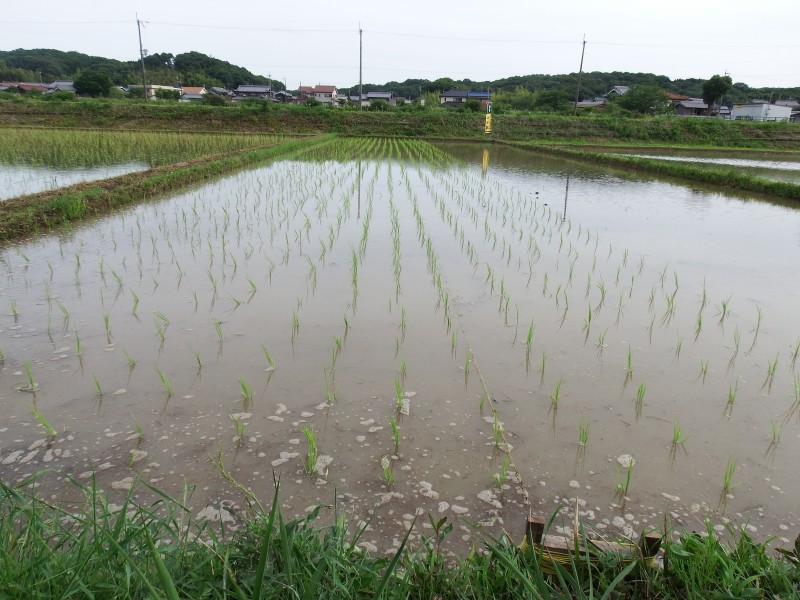 最後まで手植えで
